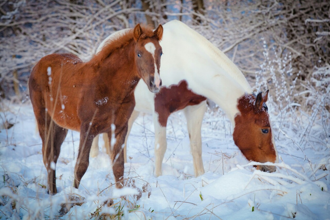 Выездное шоу